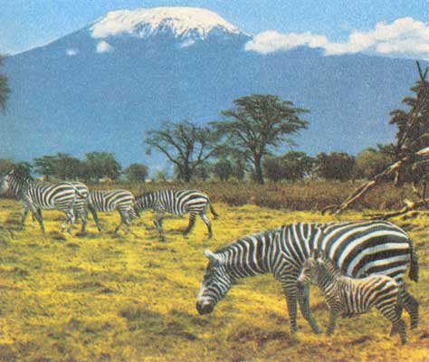 Зебры Гранта на фоне Килиманджаро.