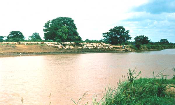 Река Сенегал в среднем течении.