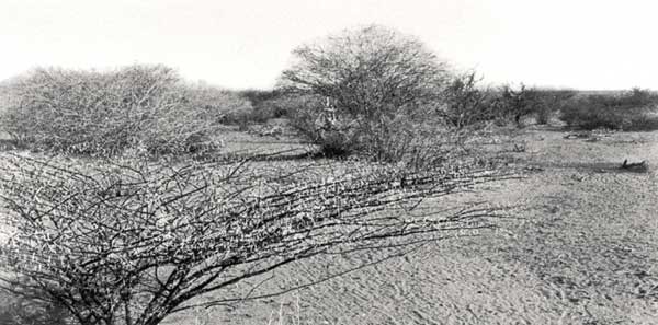 Опустыненная саванна в Калахари.