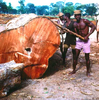 Заготовка древесины красного дерева в районе Шимойо.  Мозамбик.