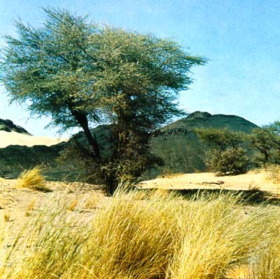 Акация в оазисе пустыни Сахара.