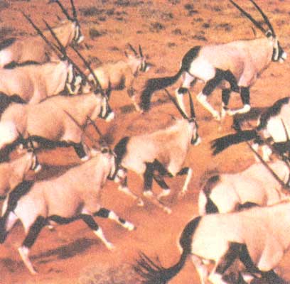 Стадо антилоп в пустыне Калахари.