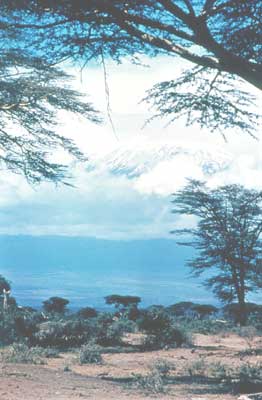 Предгорья Килиманджаро.  Саванновые леса.