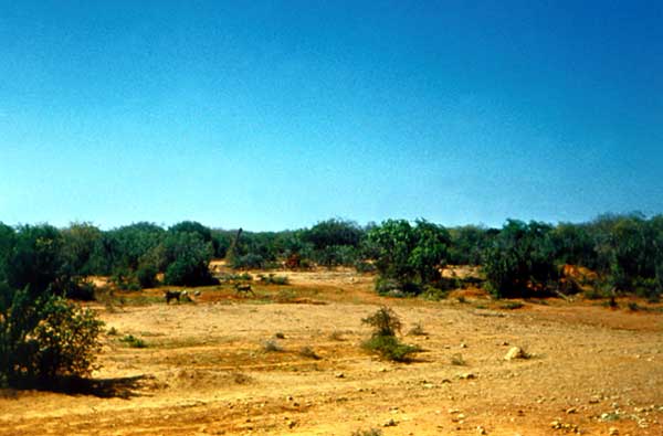 Типичный ландшафт боскалии.