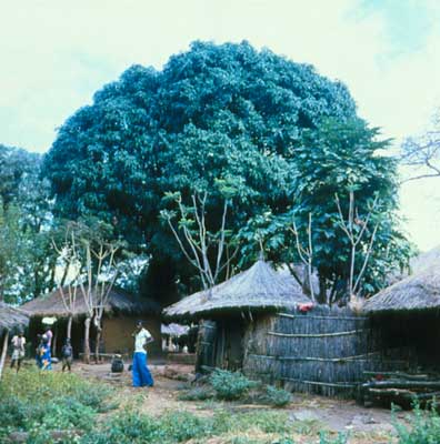 Деревня в Танзании.