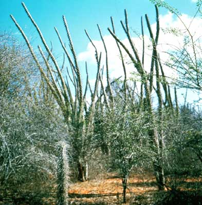 Кактусовые леса в юго-западной части Мадагаскара.