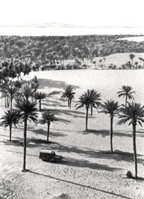 Оазис с финиковыми пальмами.
