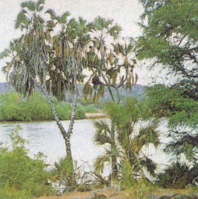 Галерейные леса вдоль р. Тана.