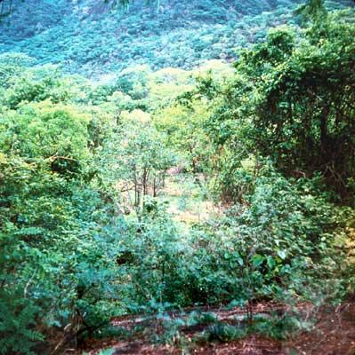 Вечнозелёные леса на склонах вулканического массива Вирунга.