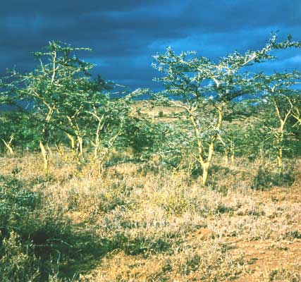 Опустыненная саванна на плато Масаи.