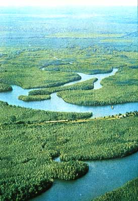 Массив мангровых лесов в заливе Камерун близ Дуалы.