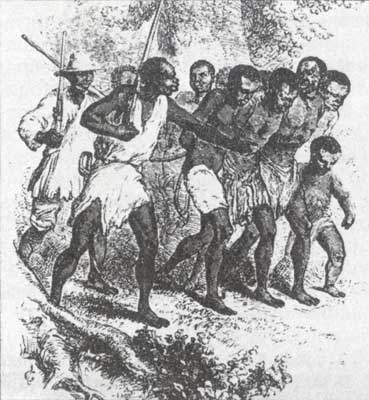 Группа пленных африканцев, отправляемых на побережье для продажи в рабство.