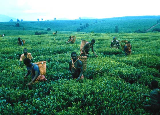 Сбор чая на национализированных плантациях.  Мозамбик.