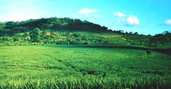 Плантация сахарного тростника в районе Джинджи.