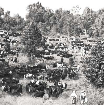 Торговая ярмарка по продаже крупного рогатого скота на Мадагаскаре.