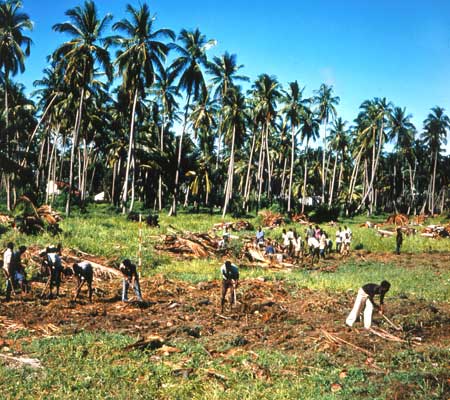 Закладка плантации кокосовой пальмы.  Мозамбик.
