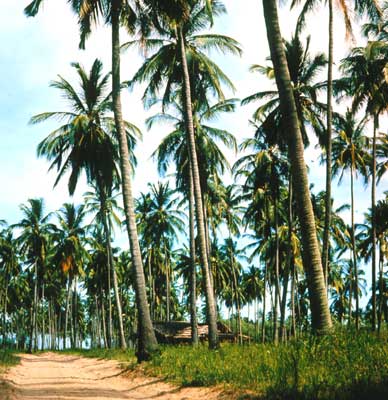 Плантация кокосовой пальмы.  Сьерра-Леоне.