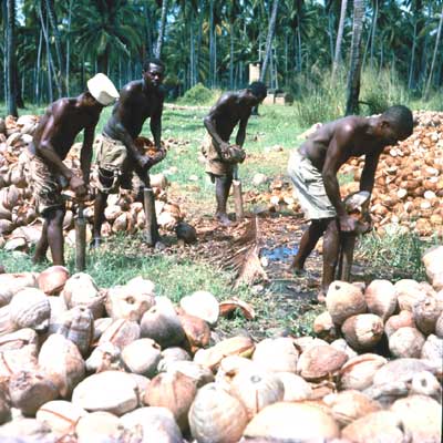 Заготовка копры на плантации кокосовой пальмы.  Танзания.