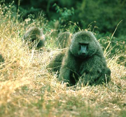 Бабуины в национальном парке Менгеша.