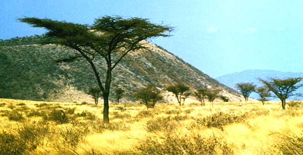Типичный ландшафт Восточной Африки.