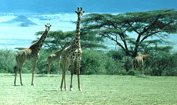 Жирафы.