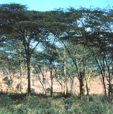 Саванное редколесье в Коппербелте.  Замбия.