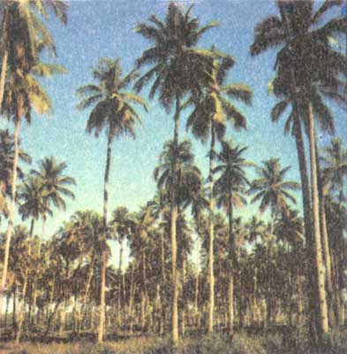 Роща кокосовых пальм.