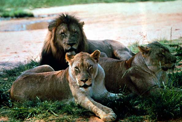 Лев и львицы.