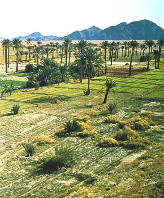 Сады на юге Марокко.