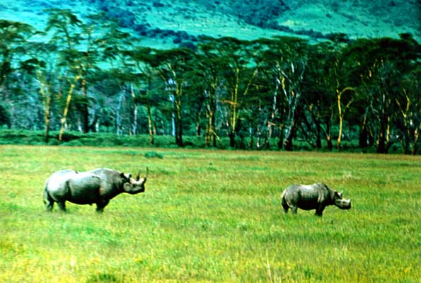 Двурогий носорог.