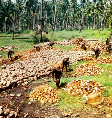 Заготовка копры на плантации кокосовой пальмы.