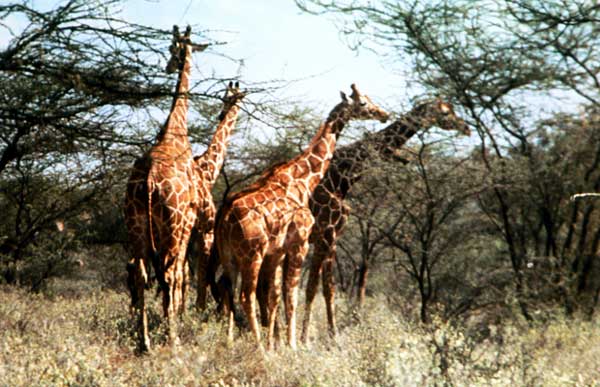 Реликтовые сетчатые жирафы в саванне.