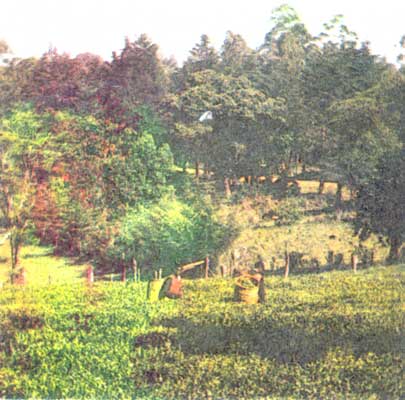 Чайная плантация в предгорьях Килиманджаро.