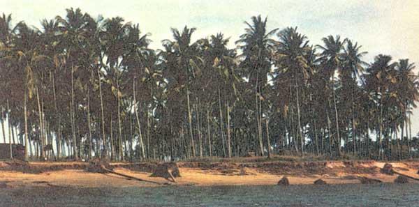 Плантация кокосовой пальмы вдоль Атлантического побережья.